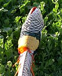 Lady Amherst's Pheasant1