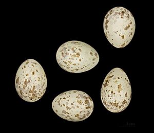 Lanius minor MHNT.ZOO.2010.11.214. Szigetesch Hongrie Balsac