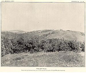 Leaf Hills