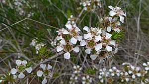 Spidery tea-tree Facts for Kids