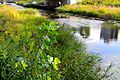 Lincoln Park Zoo Nature Boardwalk (15362171836)