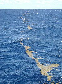 Lines of sargassum Sargasso Sea