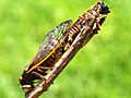 Magicicada septendecim-mating