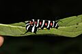 Malabar tree nymph larvae 01