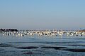 Marblehead Harbor Late Afternoon