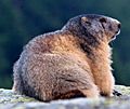 Marmota marmota IMG 8980