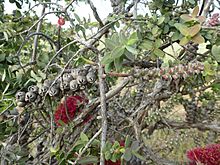 Melaleuca elliptica (fruits)