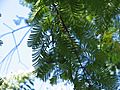 Metasequoia young female cones02
