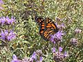 Monarch-butterfly-sage