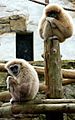 Monkeys at Chessington Zoo