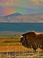 Muskoxen with mountains and rainbow sky in the distance