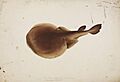 Naturalis Biodiversity Center - RMNH.ART.52 - Narke japonica (Temminck and Schlegel) - Kawahara Keiga - 1823 - 1829 - Siebold Collection - pencil drawing - water colour
