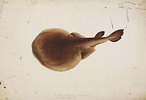 Naturalis Biodiversity Center - RMNH.ART.52 - Narke japonica (Temminck and Schlegel) - Kawahara Keiga - 1823 - 1829 - Siebold Collection - pencil drawing - water colour