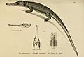 Naturgeschichte und Abbildungen der Reptilien (Taf. 14) (6059219259)