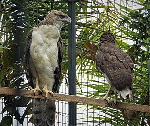 New Guinea Harpy Eagle. Harpyopsis novaeguineae (48951639281)
