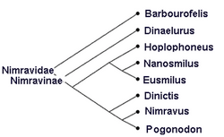 Nimravidae cladogram