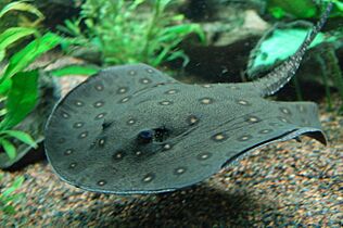 Ocellate river stingray, Boston Aquarium