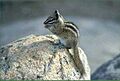 Palmer's chipmunk