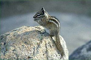Palmer's chipmunk Facts for Kids