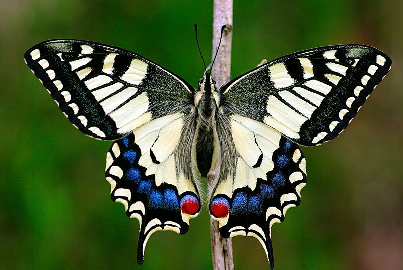 PapilioMachaon2016 001