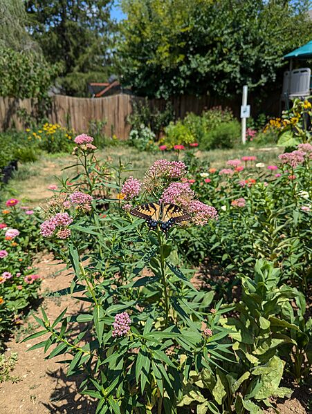 Papilio multicaudata, the two-tailed swallowtail