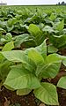 Patch of Tobacco (Nicotiana tabacum ) in a field in Intercourse, Pennsylvania.