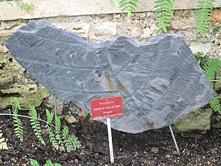 Pecopteris (Jardin des Plantes de Paris)