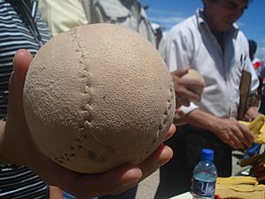 Pelota mixteca de forro ball 1