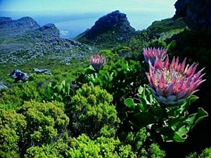 Peninsula Sandstone Fynbos - Table Mountain Cape Town 4