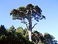 Pinus canariensis (Garafía) 07 ies
