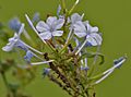 Plumbago auriculata (Blue-flowered Plumbago) in Hyderabad, AP W2 IMG 2437