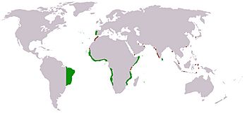Portuguese Empire map