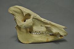 Potamochoerus porcus 02 MWNH 737