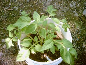 Potato-leaf