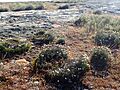 Prasophyllum gracile (habit)