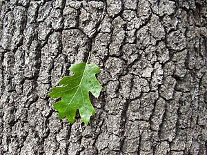 Quercus kelloggii (bark leaf)