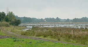 Radford Meadows near Stafford - geograph.org.uk - 1295427.jpg