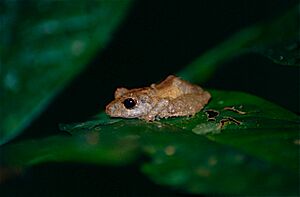 Rain Frog (Pristimantis inguinalis) (10382213826).jpg