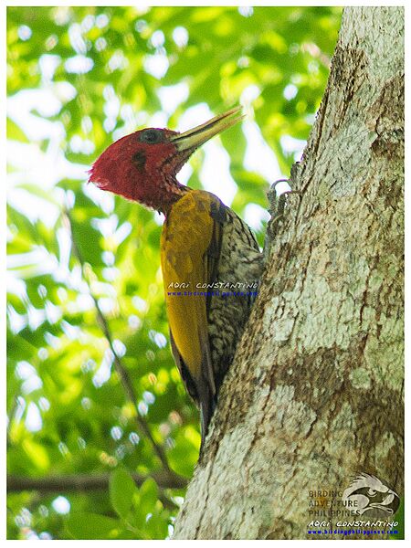 Red-headed Flameback