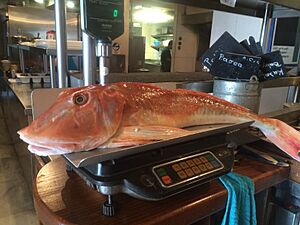 Red Gurnard (Chelidonichthys cuculus)