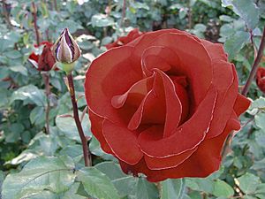 Red Rose at Intl Test Garden