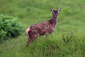 Red deer (Cervus elaphus) juvenile