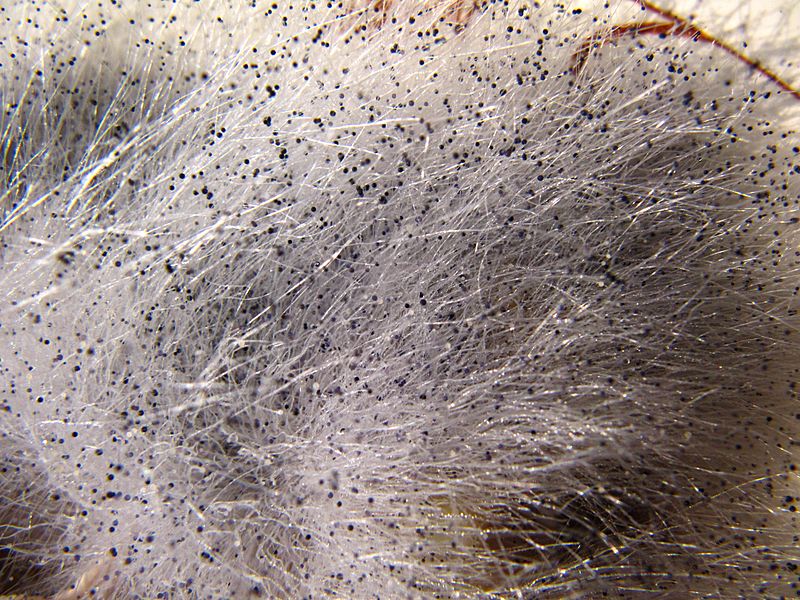 Rhizopus stolonifer4