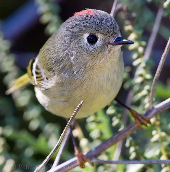 Ruby-crowned Kinglet1