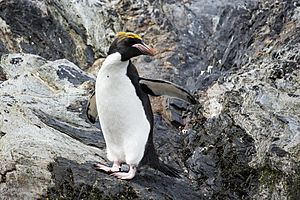 SGI-2016-South Georgia (Cooper Bay)–Macaroni penguin (Eudyptes chrysolophus) 01.jpg