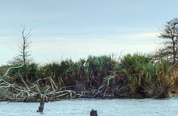 Sabal Minor Palms on Monkey Island, NC.jpg