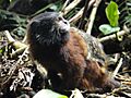 Saddleback Tamarin