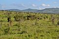 Savanna towards the south-east from the south-west of Taita Hills Game Lodge within the Taita Hills Wildlife Sanctuary in Kenya 2