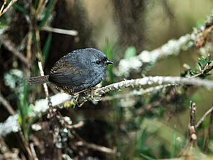 Scytalopus altirostris - Neblina Tapaculo.jpg