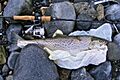 Sea-Trout 2.72Kg - 60cm - Galway Bay, Ireland
